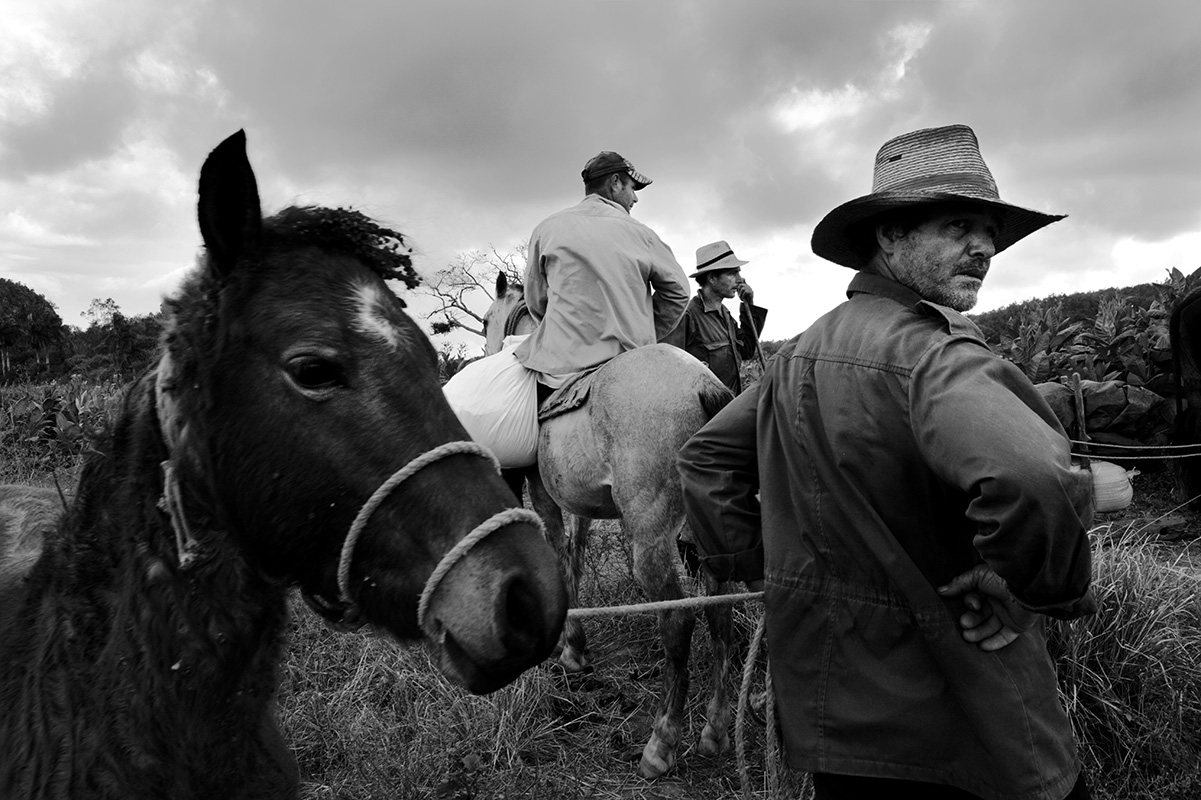 Tobacco farmers at work in Vinales valley, Cuba